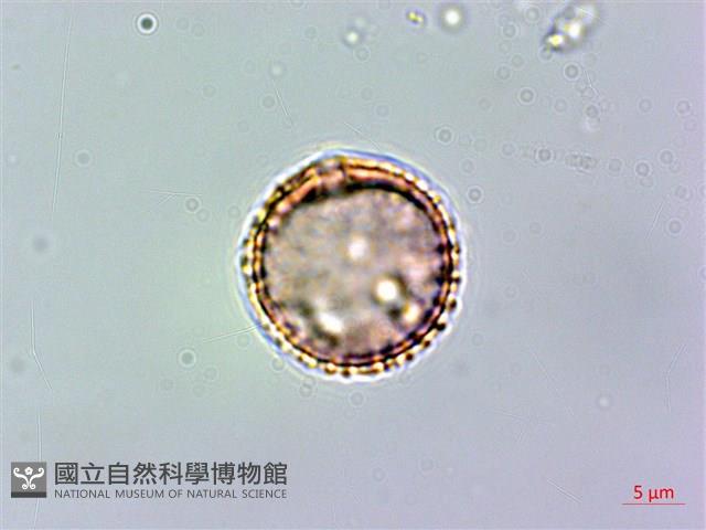 假三腳虌藏品圖，第2張