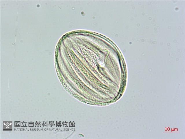 匍匐半插花藏品圖，第2張