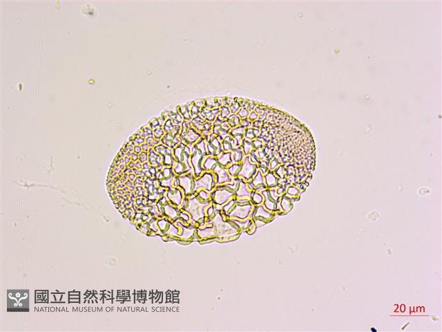 臺灣百合藏品圖，第1張