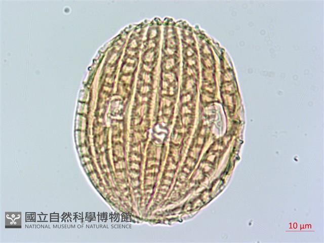 蘭嶼馬藍藏品圖，第2張