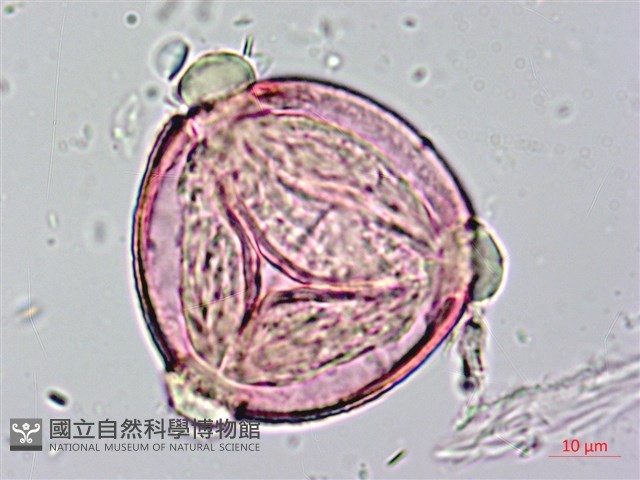 長果月橘藏品圖，第2張