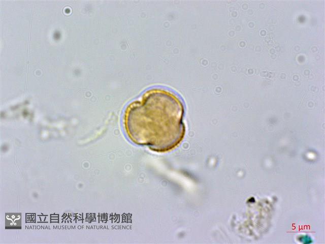 紅頭李欖, 蘭嶼李欖藏品圖，第2張