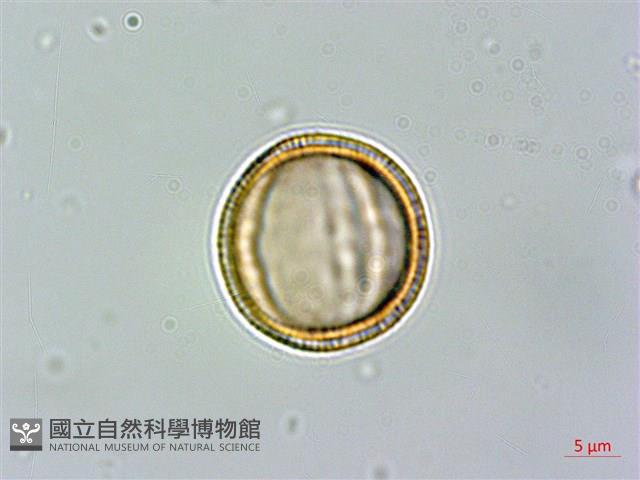 異葉木犀藏品圖，第1張