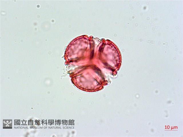 棋盤腳樹藏品圖，第2張