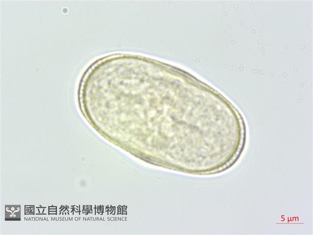 登錄號:S145799藏品圖，第1張
