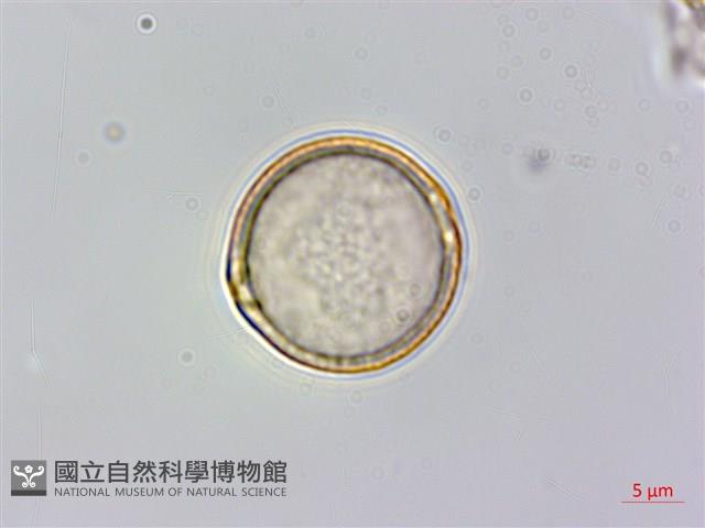 登錄號:S082499藏品圖，第1張