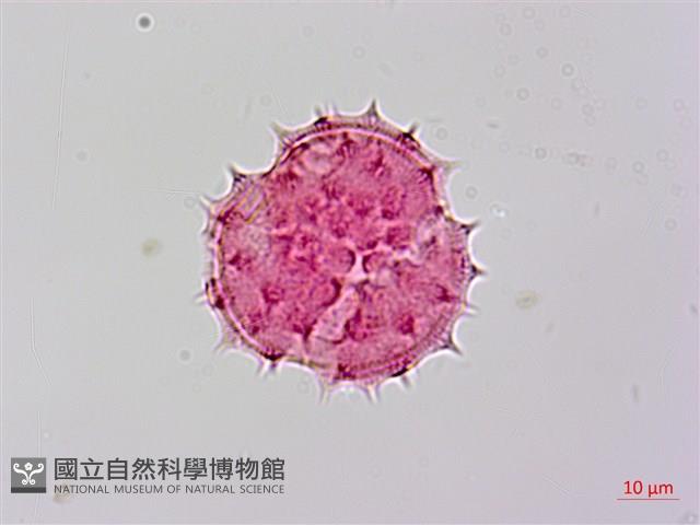 山菊藏品圖，第1張