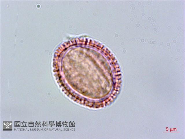 玉山筷子芥藏品圖，第2張