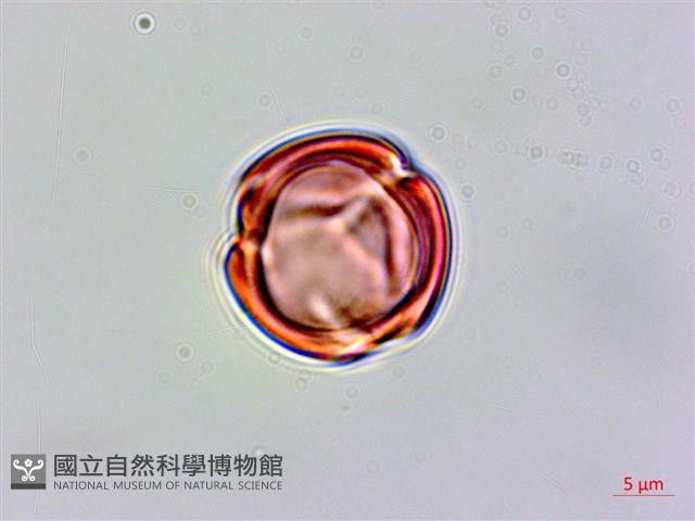 星宿菜藏品圖，第1張