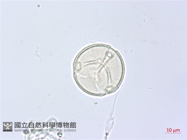 角花烏蘞莓藏品圖，第1張