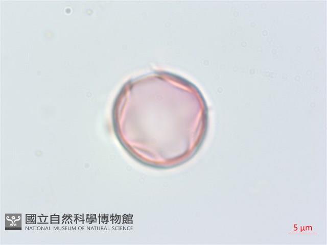 毛果柃木、菱葉柃木藏品圖，第1張