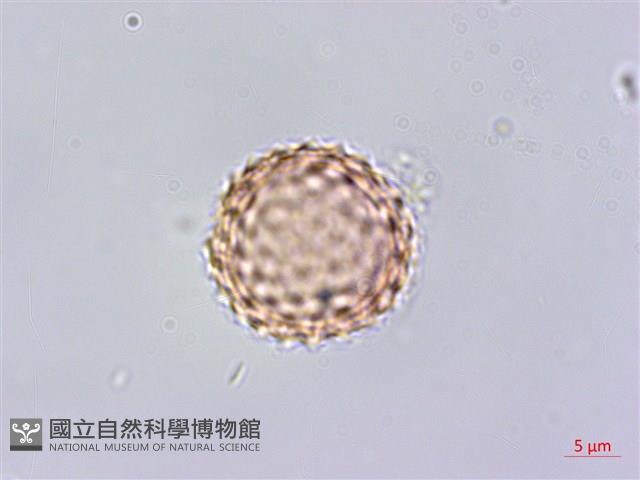 豬草藏品圖，第2張