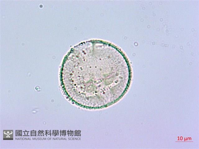 臺灣八角金盤藏品圖，第2張