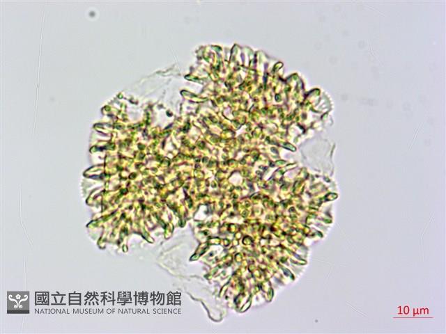 磯松藏品圖，第1張