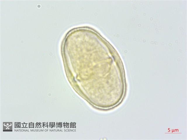 野當歸藏品圖，第1張