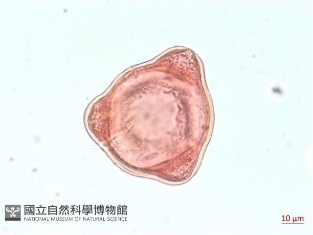 合歡柳葉菜藏品圖，第1張
