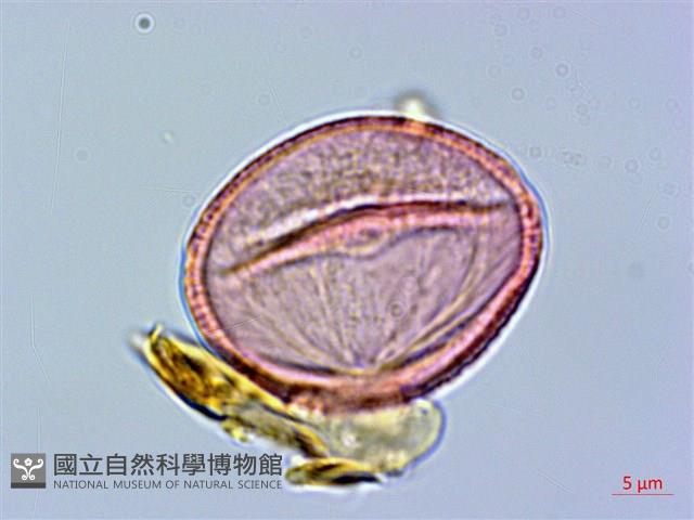 登錄號:S096039藏品圖，第1張