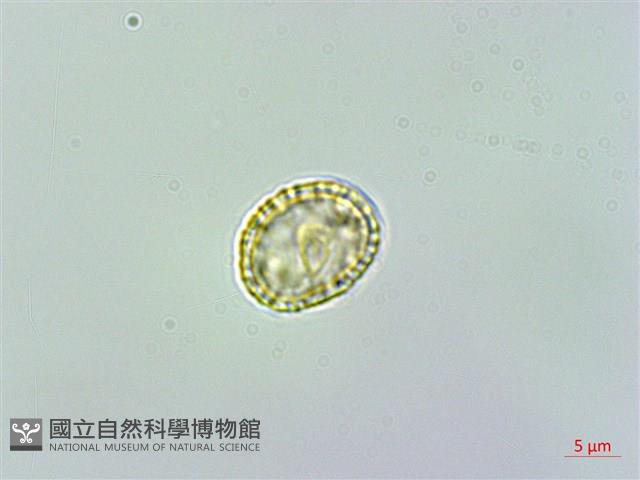 蘭嶼土防己藏品圖，第1張