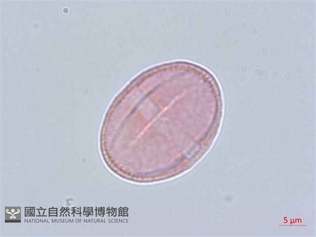 細葉柴胡藏品圖，第1張