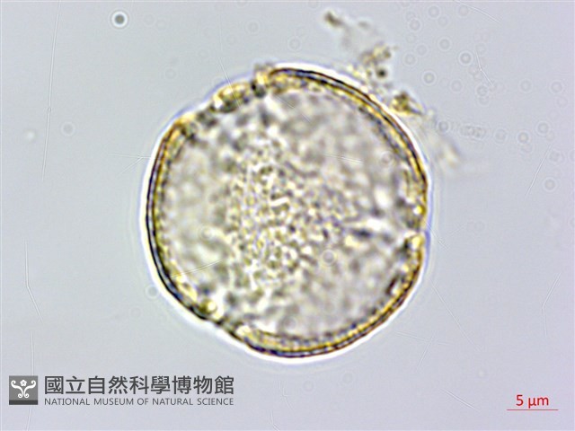 彭氏鐵線蓮藏品圖，第2張