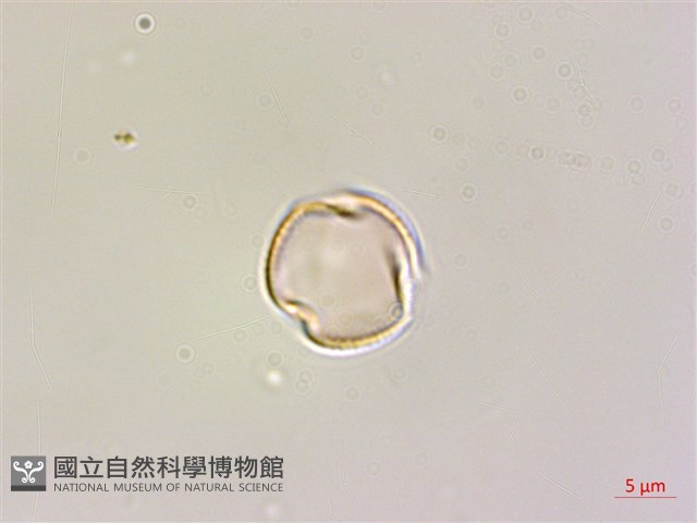 藤繡球藏品圖，第1張