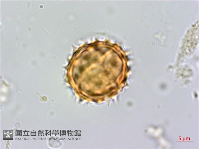 小舌菊、蔓綿菜藏品圖，第2張