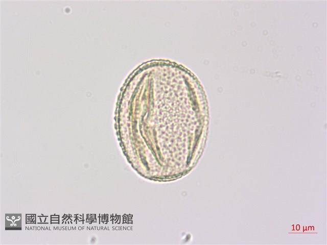 三葉山香圓藏品圖，第1張