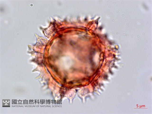 細葉假黃鵪菜藏品圖，第2張