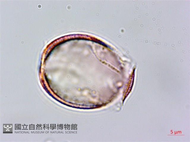 日本筋骨草藏品圖，第1張