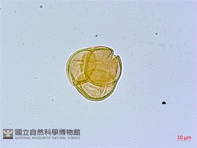 珍珠花、長尾葉越橘藏品圖，第2張
