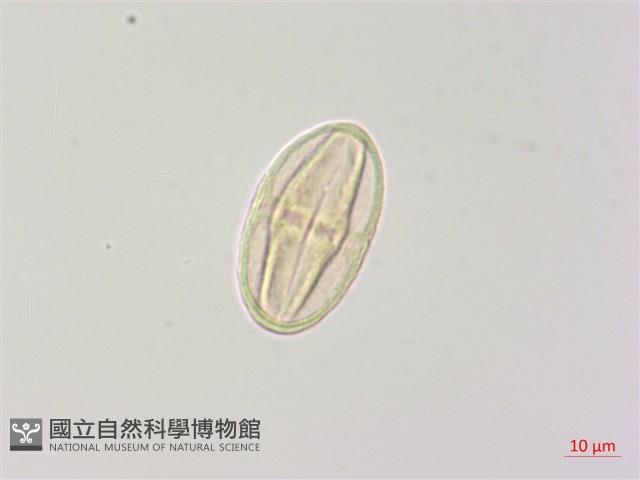 密花柴胡藏品圖，第1張