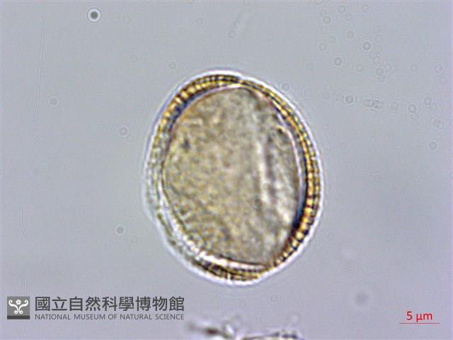 匐匍南薺藏品圖，第2張