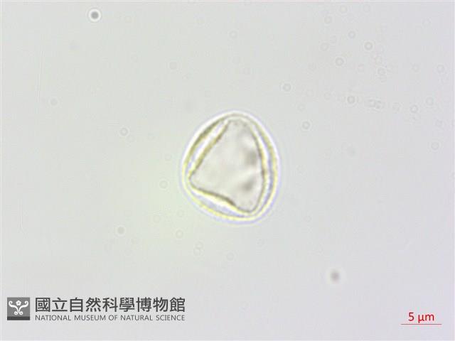 長葉苧麻藏品圖，第1張