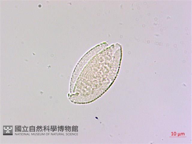 麥門冬藏品圖，第2張