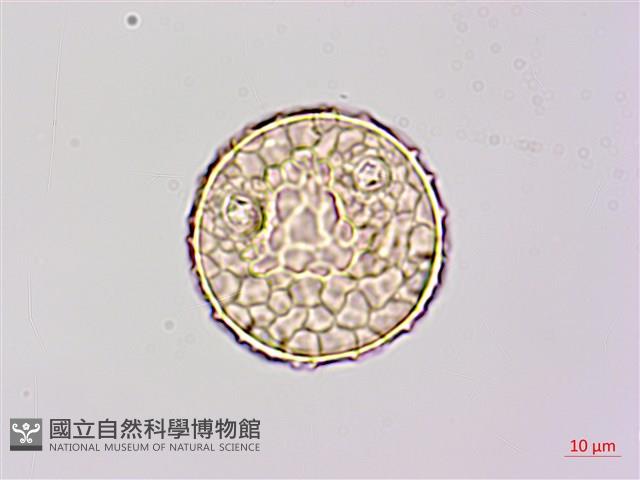 長葉豇豆藏品圖，第1張