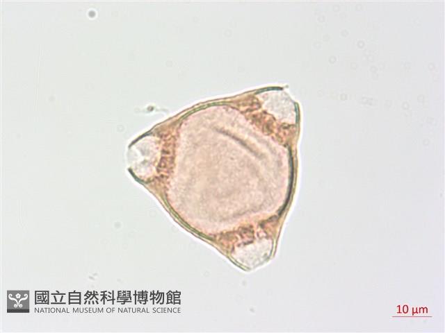 臺灣露珠草藏品圖，第1張
