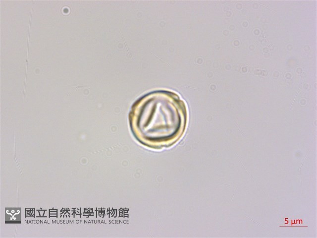 蘭嶼樹蘭藏品圖，第1張