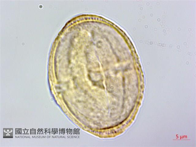 三葉山芹菜藏品圖，第1張