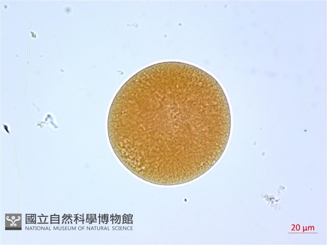 葛瑪蘭芭蕉藏品圖，第1張