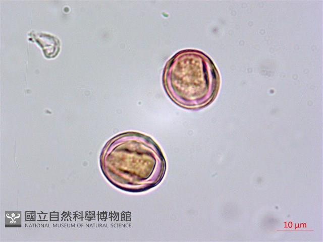 鵝掌藤藏品圖，第1張