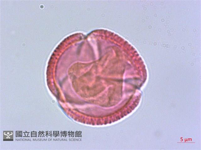臺灣清風藤藏品圖，第1張
