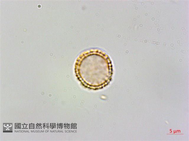 蘭嶼千金藤藏品圖，第1張