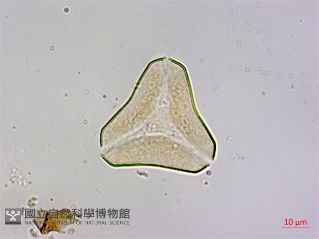 木蘭桑寄生藏品圖，第1張