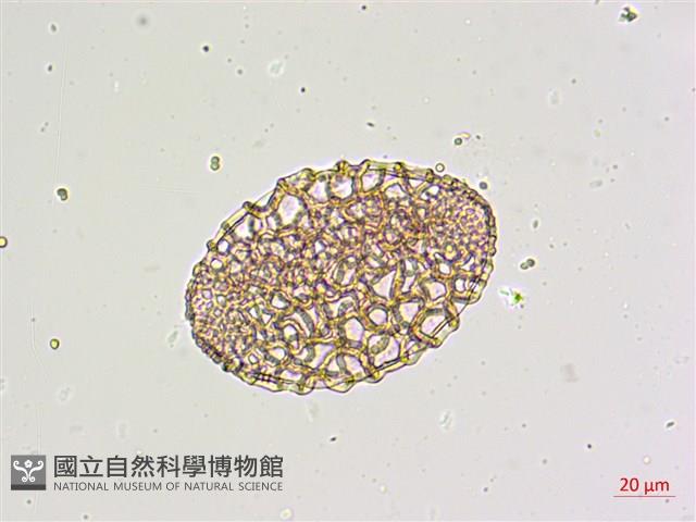 粗莖麝香百合、糙莖麝香百合、鐵炮百合藏品圖，第2張