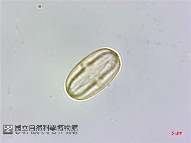 裂葉秋海棠藏品圖，第1張