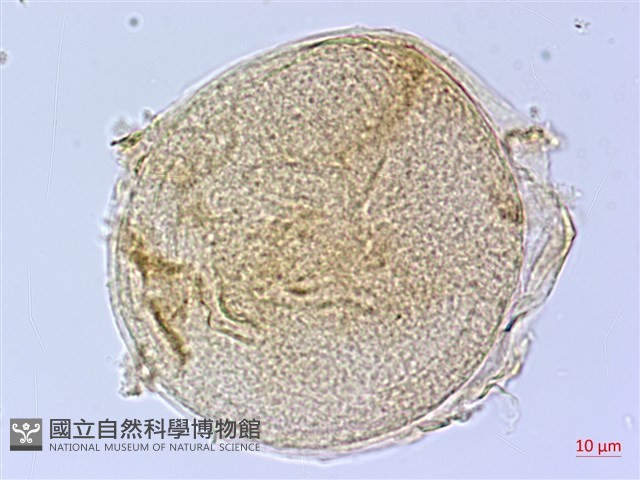 泰雅芭蕉藏品圖，第1張
