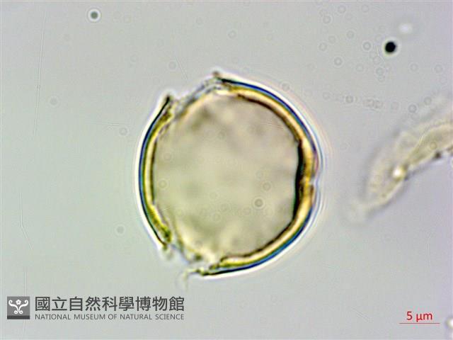 柿葉野櫻、蘭嶼野櫻花藏品圖，第2張