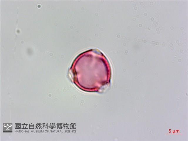 蘭嶼秋海棠藏品圖，第1張