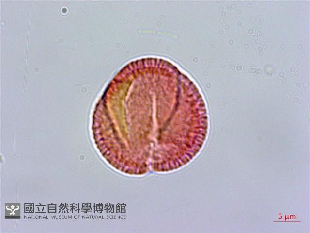 登錄號:S080679藏品圖，第1張