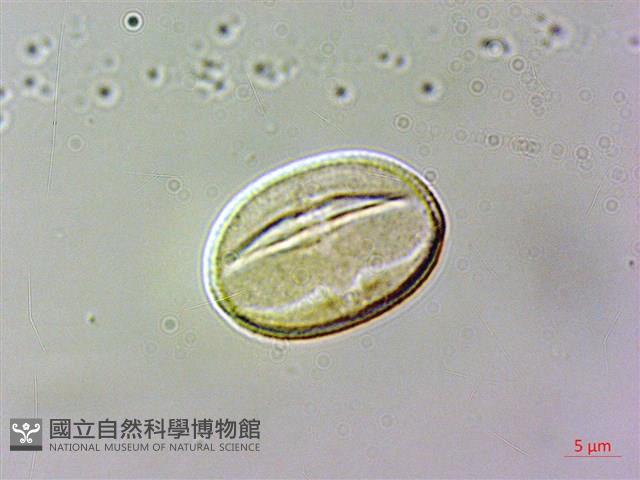 白校欑藏品圖，第2張